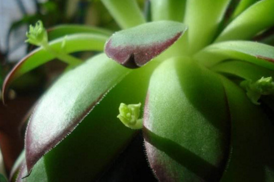 佛座莲的侧芽如何剪，剪下来晾干即可扦插繁殖