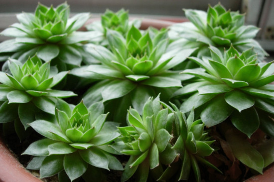 佛座莲的侧芽如何剪，剪下来晾干即可扦插繁殖