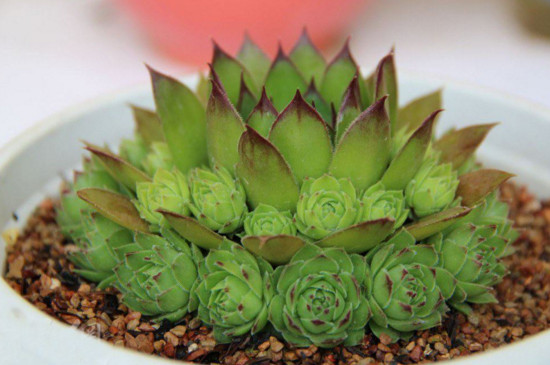 佛座莲的侧芽如何剪，剪下来晾干即可扦插繁殖