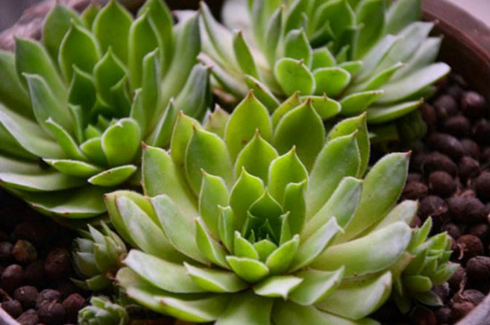 佛座莲的侧芽如何剪，剪下来晾干即可扦插繁殖