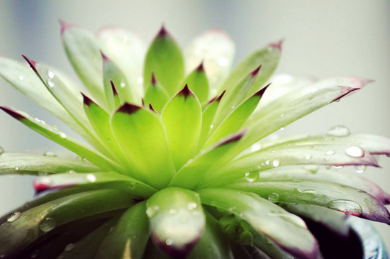 佛座莲的侧芽如何剪，剪下来晾干即可扦插繁殖