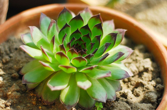 佛座莲的侧芽如何剪，剪下来晾干即可扦插繁殖