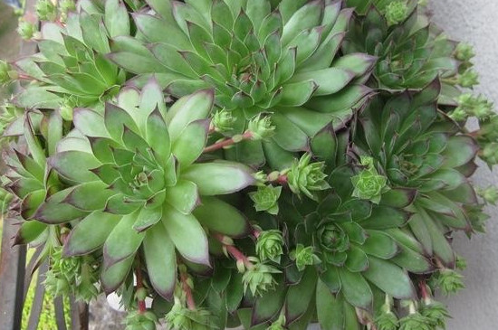 佛座莲的侧芽如何剪，剪下来晾干即可扦插繁殖