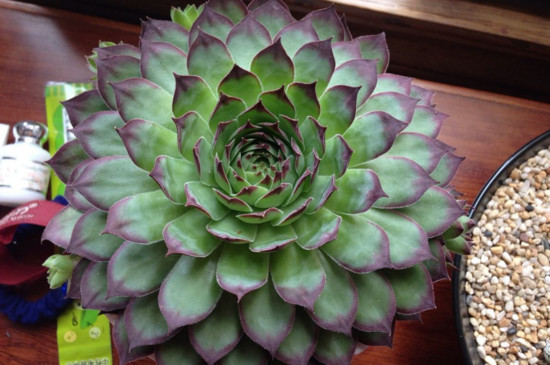 佛座莲的侧芽如何剪，剪下来晾干即可扦插繁殖