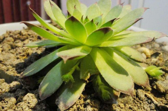 佛座莲的侧芽如何剪，剪下来晾干即可扦插繁殖