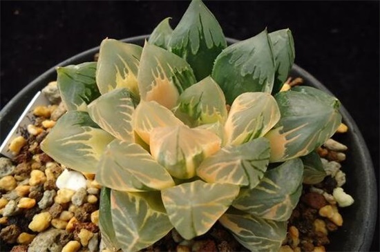 最贵的冰灯玉露130万，普货玉露10～30元/出锦后价格增百倍