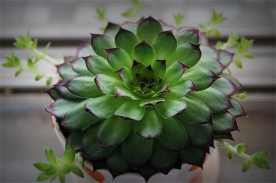 观音莲可以放在卧室吗，可以/能驱邪避害/招财运/保平安健康