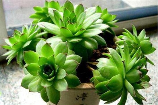 观音莲可以放在卧室吗，可以/能驱邪避害/招财运/保平安健康