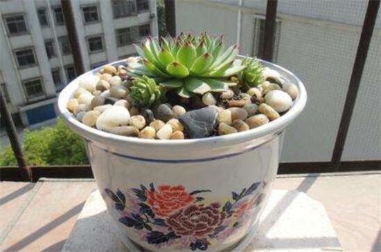 观音莲可以放在卧室吗，可以/能驱邪避害/招财运/保平安健康