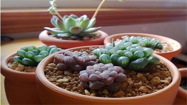 冰灯玉露如何养