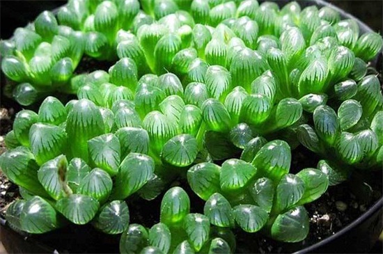 冰灯玉露如何养