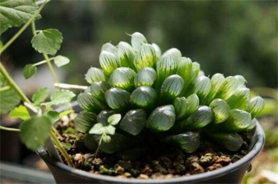 冰灯玉露如何养