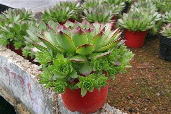 佛座莲和观音莲的区别，是同一种植株/没有任何区别