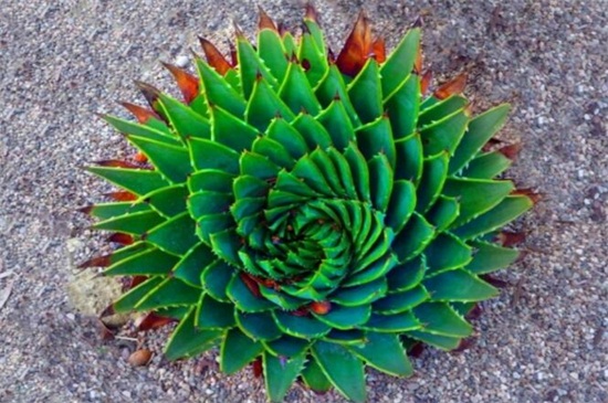 刚种植的多肉要浇水吗,刚种植的多肉多久后浇一次水