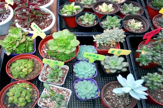 刚种植的多肉要浇水吗,刚种植的多肉多久后浇一次水