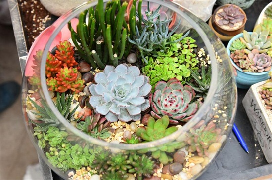 刚种植的多肉要浇水吗,刚种植的多肉多久后浇一次水