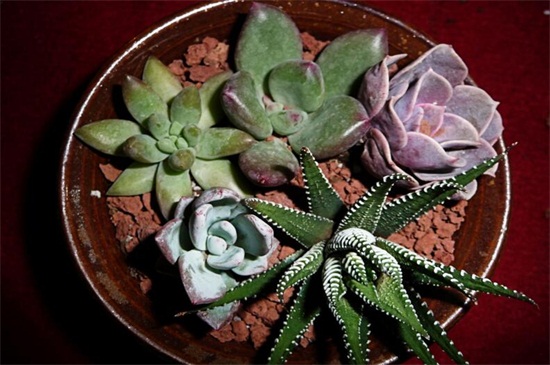 刚种植的多肉要浇水吗,刚种植的多肉多久后浇一次水