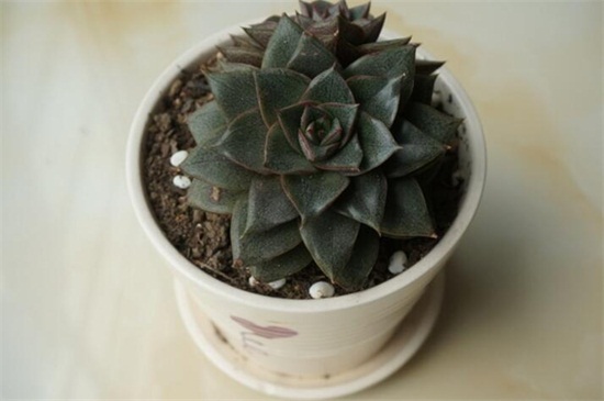 刚种植的多肉要浇水吗,刚种植的多肉多久后浇一次水