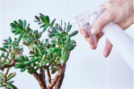 多肉植物浇水还是喷雾,春季夏季浇水多/夏季秋季喷雾多