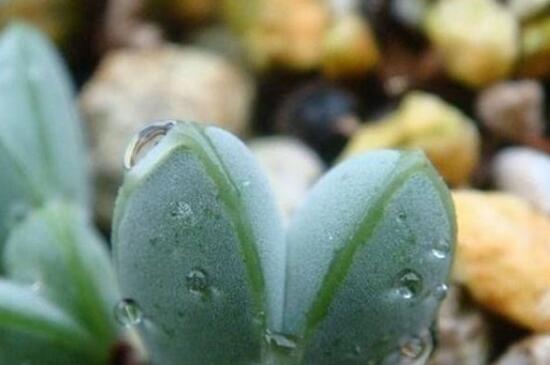 多肉植物浇水还是喷雾,春季夏季浇水多/夏季秋季喷雾多