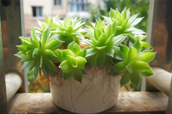 多肉植物浇水还是喷雾,春季夏季浇水多/夏季秋季喷雾多