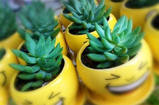 多肉植物浇水还是喷雾,春季夏季浇水多/夏季秋季喷雾多