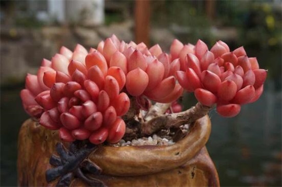 多肉植物浇水还是喷雾,春季夏季浇水多/夏季秋季喷雾多