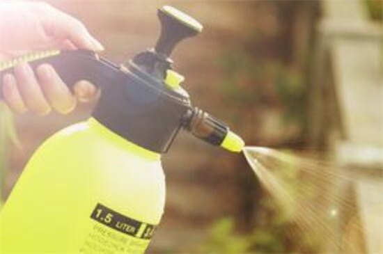 多肉植物浇水还是喷雾,春季夏季浇水多/夏季秋季喷雾多