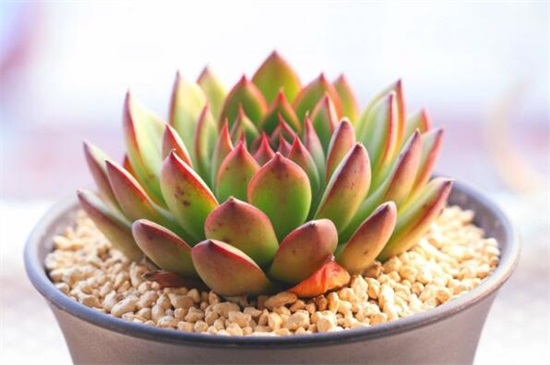 多肉植物浇水还是喷雾,春季夏季浇水多/夏季秋季喷雾多