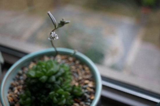 草玉露开花后如何处理，将花杆晃动拔掉促进生长