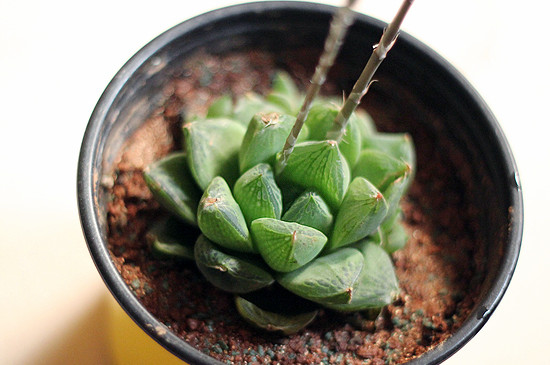 草玉露开花后如何处理，将花杆晃动拔掉促进生长