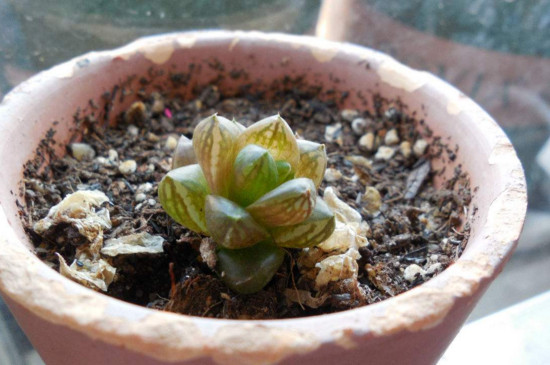 草玉露开花后如何处理，将花杆晃动拔掉促进生长