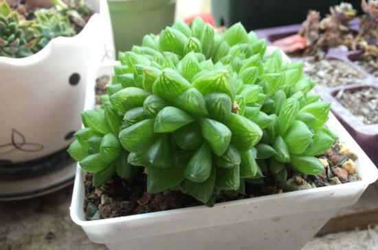 草玉露开花后如何处理，将花杆晃动拔掉促进生长