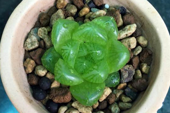 草玉露开花后如何处理，将花杆晃动拔掉促进生长