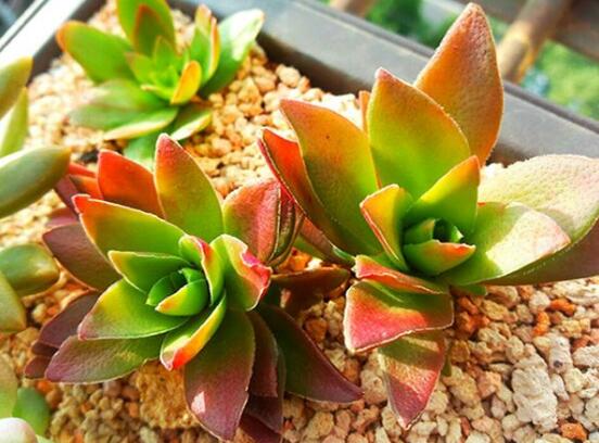 多肉赤鬼城如何养,掌握三大要点让赤鬼城疯长爆盆