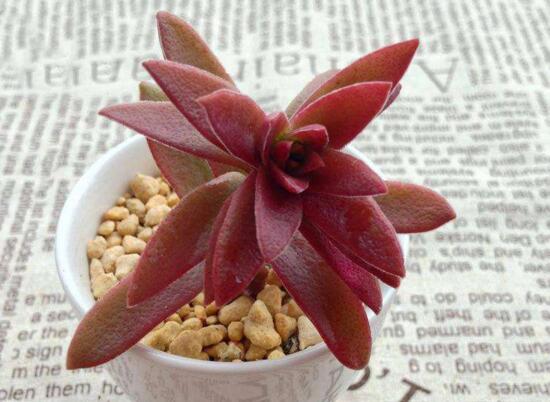 多肉赤鬼城如何养,掌握三大要点让赤鬼城疯长爆盆