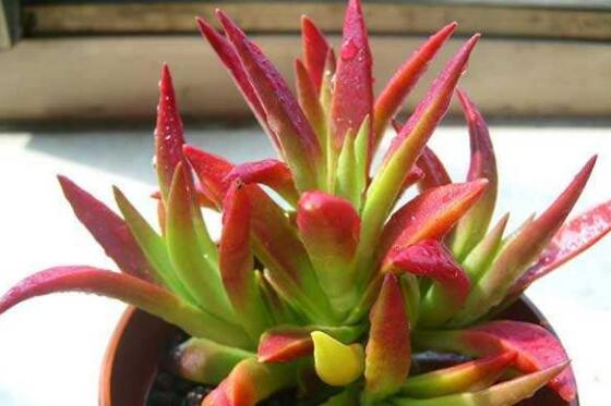 多肉赤鬼城如何养,掌握三大要点让赤鬼城疯长爆盆