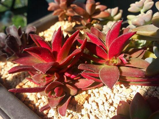 多肉赤鬼城如何养,掌握三大要点让赤鬼城疯长爆盆