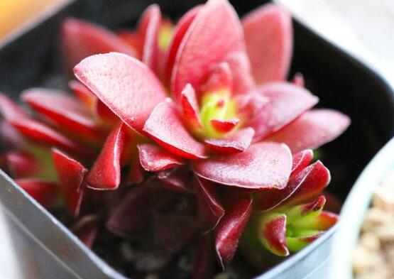多肉赤鬼城如何养,掌握三大要点让赤鬼城疯长爆盆