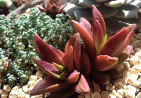 多肉赤鬼城如何养,掌握三大要点让赤鬼城疯长爆盆