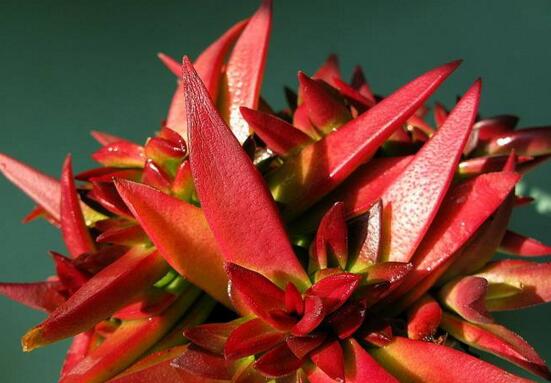 多肉赤鬼城如何养,掌握三大要点让赤鬼城疯长爆盆