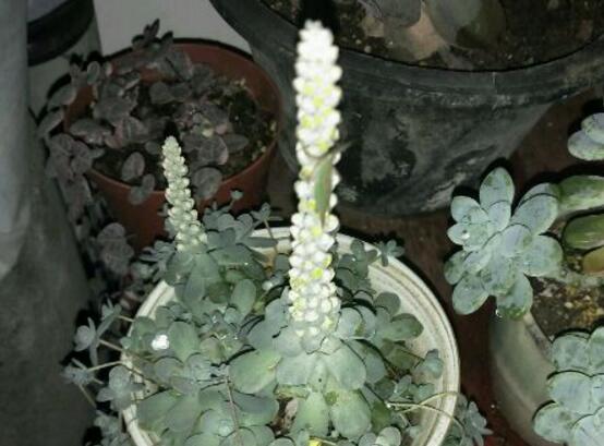 子持年华开花了如何办，发现开花迹象应立即砍头