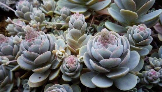 子持年华开花了如何办，发现开花迹象应立即砍头