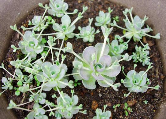 子持年华开花了如何办，发现开花迹象应立即砍头