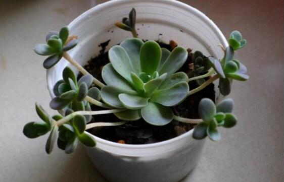 子持年华开花了如何办，发现开花迹象应立即砍头