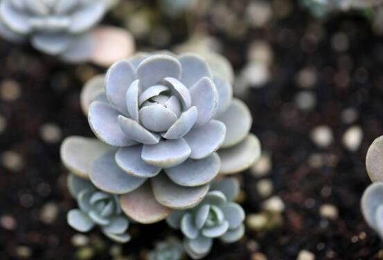 子持年华开花了如何办，发现开花迹象应立即砍头