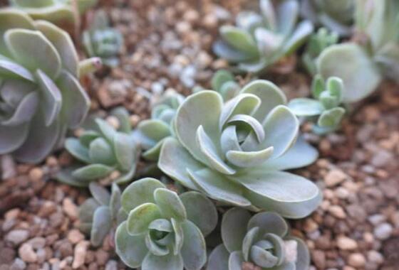 子持年华开花了如何办，发现开花迹象应立即砍头