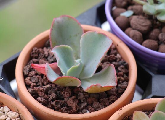 多肉高砂之翁如何繁殖,4个步骤叶插成活高砂之翁