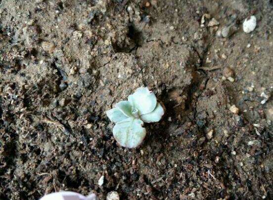 多肉高砂之翁如何繁殖,4个步骤叶插成活高砂之翁