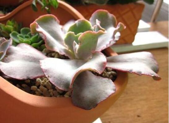 多肉高砂之翁如何繁殖,4个步骤叶插成活高砂之翁